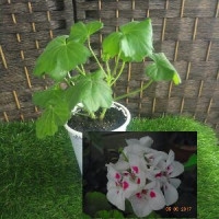 продам Детки сортовых пеларгоний