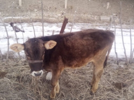 Торпок сатылат! 7 айлык(ургаачы).Баасы 35 сом.Т: *** 