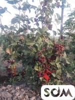 Продаю саженцы Ежемалины! Сортовая безколючая. Высокая урожайность