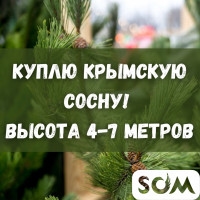 Куплю крымскую сосну! Высота 4-7 метров