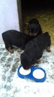 Продаю щенков ротвейлера месячных, два кобеля и одна сука