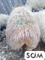 Семиз койлор сатылат (Учоо 40 000сом) Т: *** 