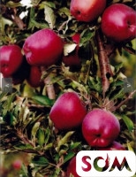 Местные карликовые и колонновидные яблони и груши.