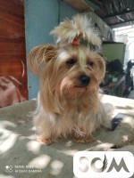 Продаю щенков йоркширского терьера. 12 000 сом
