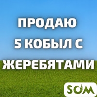 Продаю 5 кобыл с жеребятами. Цена 150 000 сом за 1 кобылу с жеребенком