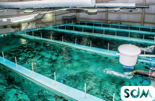 Сдаю рыбное хозяйство, 4 бассейна, г. Токмок