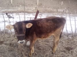 Торпок сатылат! 7 айлык(ургаачы).Баасы 35 сом.Т: *** 