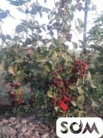 Продаю саженцы Ежемалины! Сортовая безколючая. Высокая урожайность