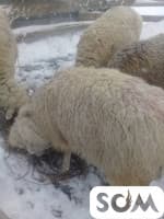 Семиз кой сатылат 9500 сом Т: *** 