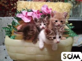 Дед Бим (собака) из под моста и внучка(кошка)