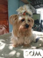 Продаю щенков йоркширского терьера. 12 000 сом