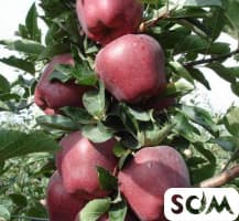 Дунунон алма сатабыз,полукарликовый бактан Т: *** ,  *** 