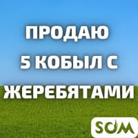 Продаю 5 кобыл с жеребятами. Цена 150 000 сом за 1 кобылу с жеребенком
