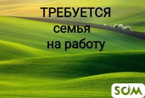 Требуется семья по уходу за свиньями с проживанием